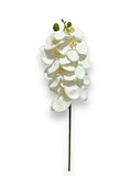 PHALEANOPSIS STEM 28" WATERPROOF x8