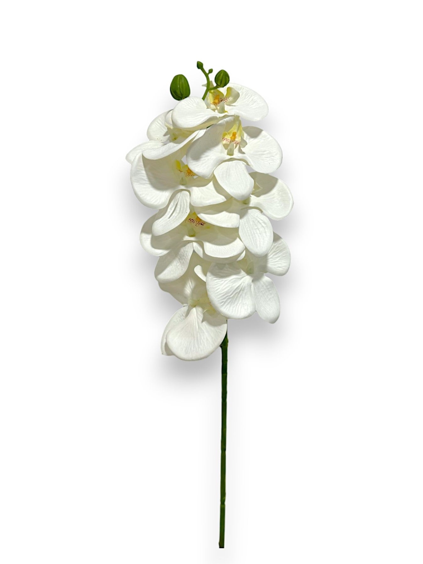 PHALEANOPSIS STEM 28" WATERPROOF x8