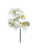 PHALEANOPSIS X4F PICK