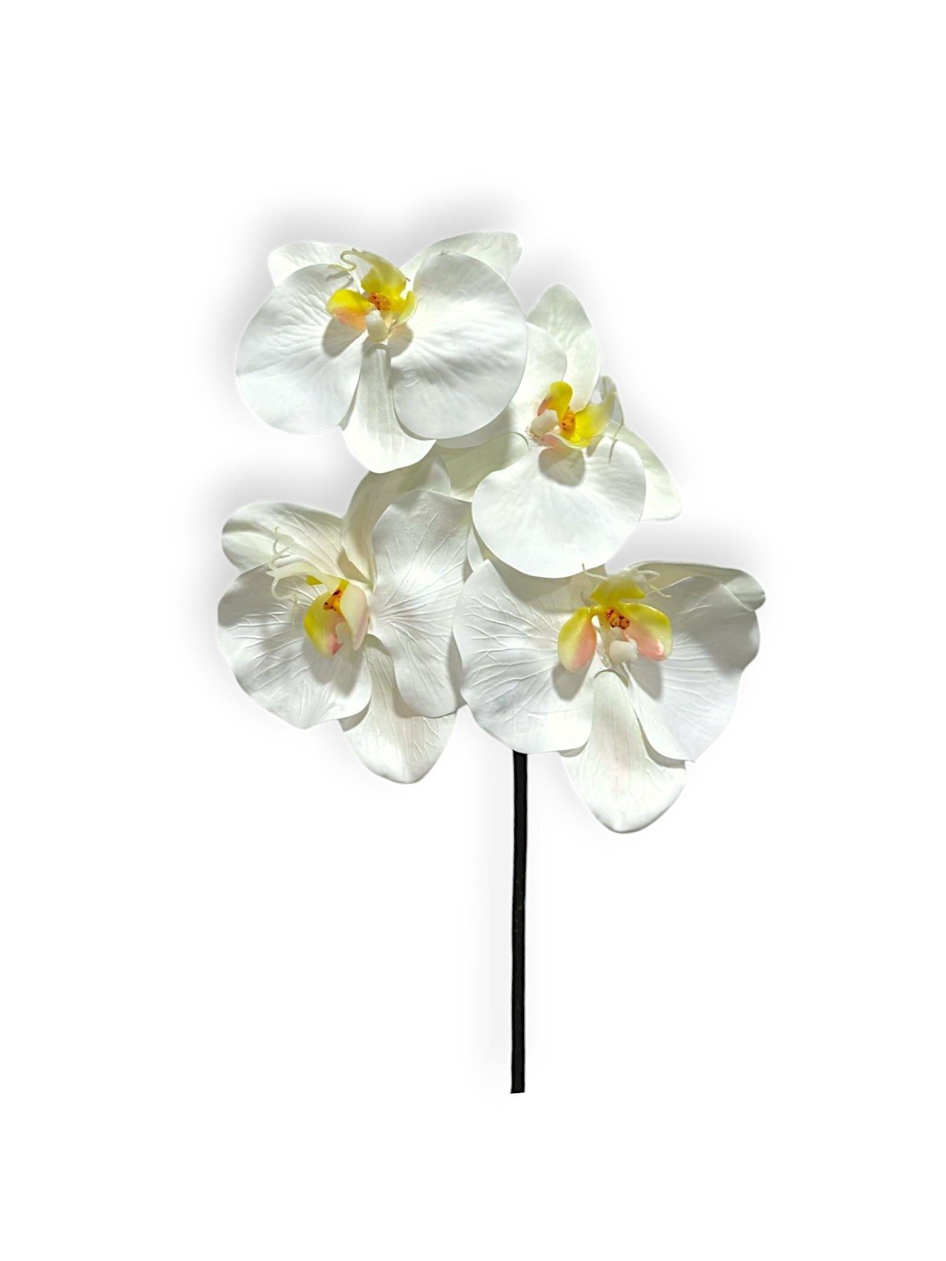 PHALEANOPSIS X4F PICK