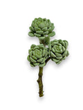 HEN AND CHICKS PICK 10"