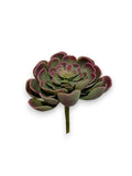 ECHEVERIA PICK 4"