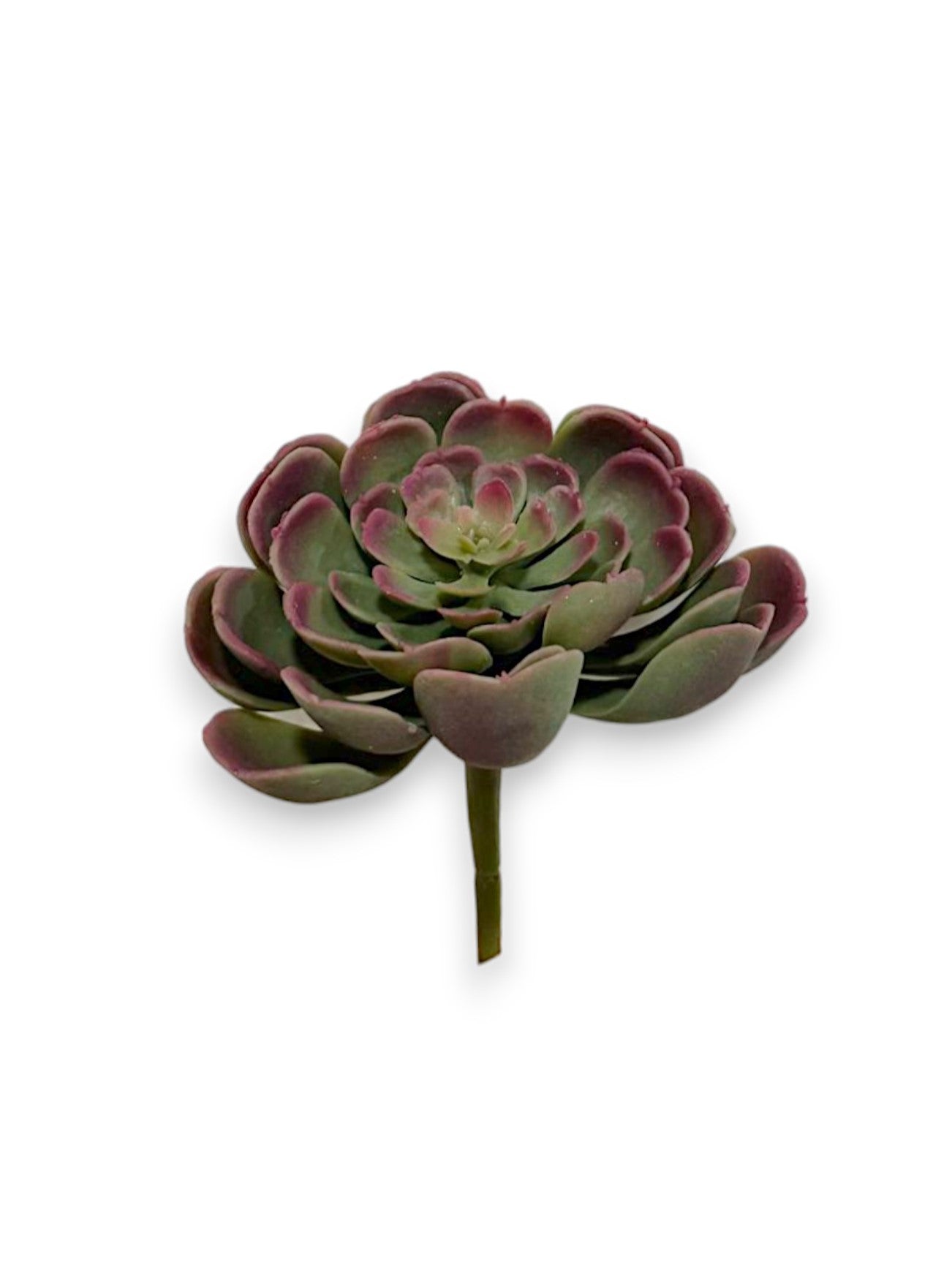 ECHEVERIA PICK 4"
