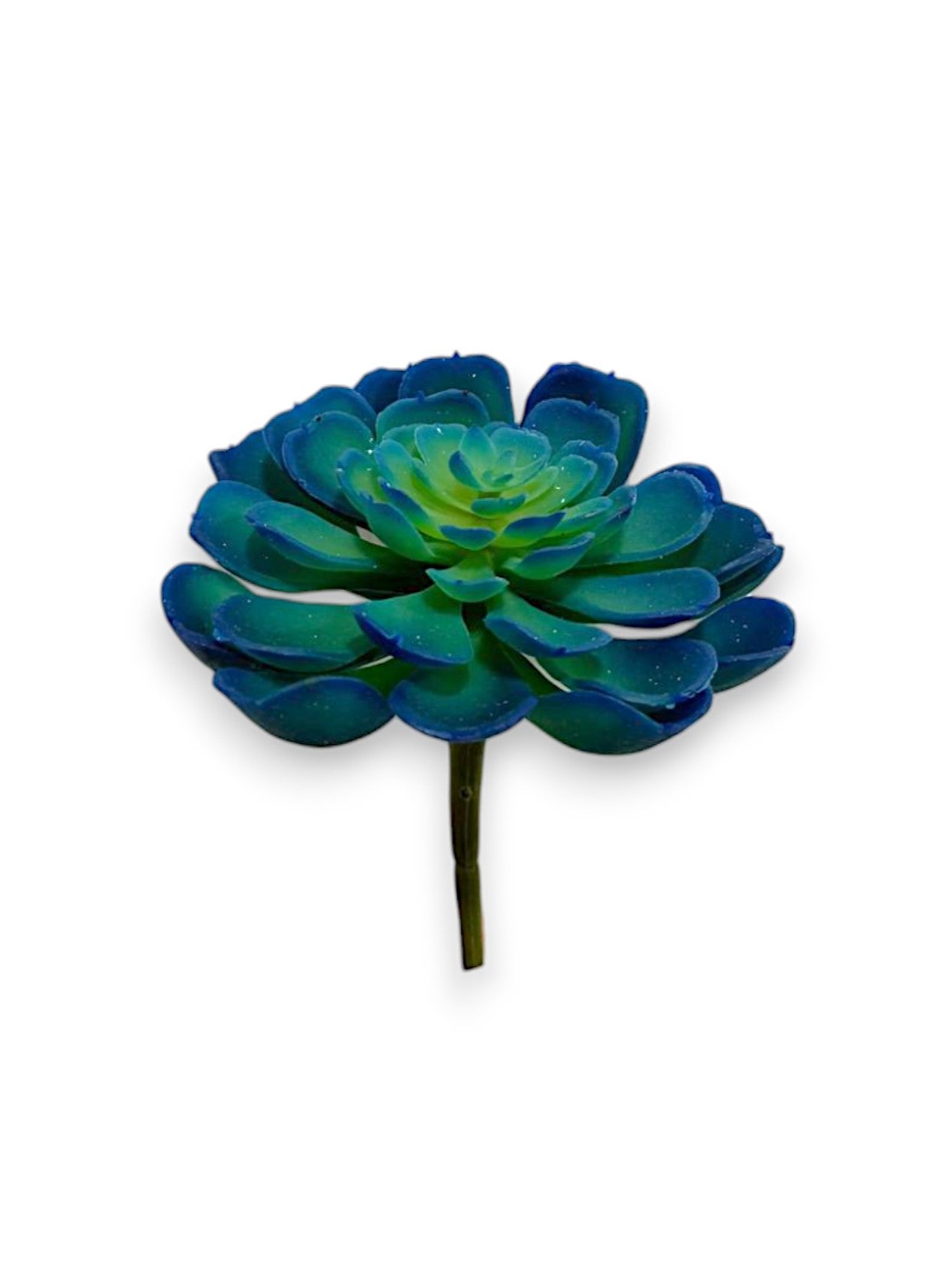 ECHEVERIA PICK 4"