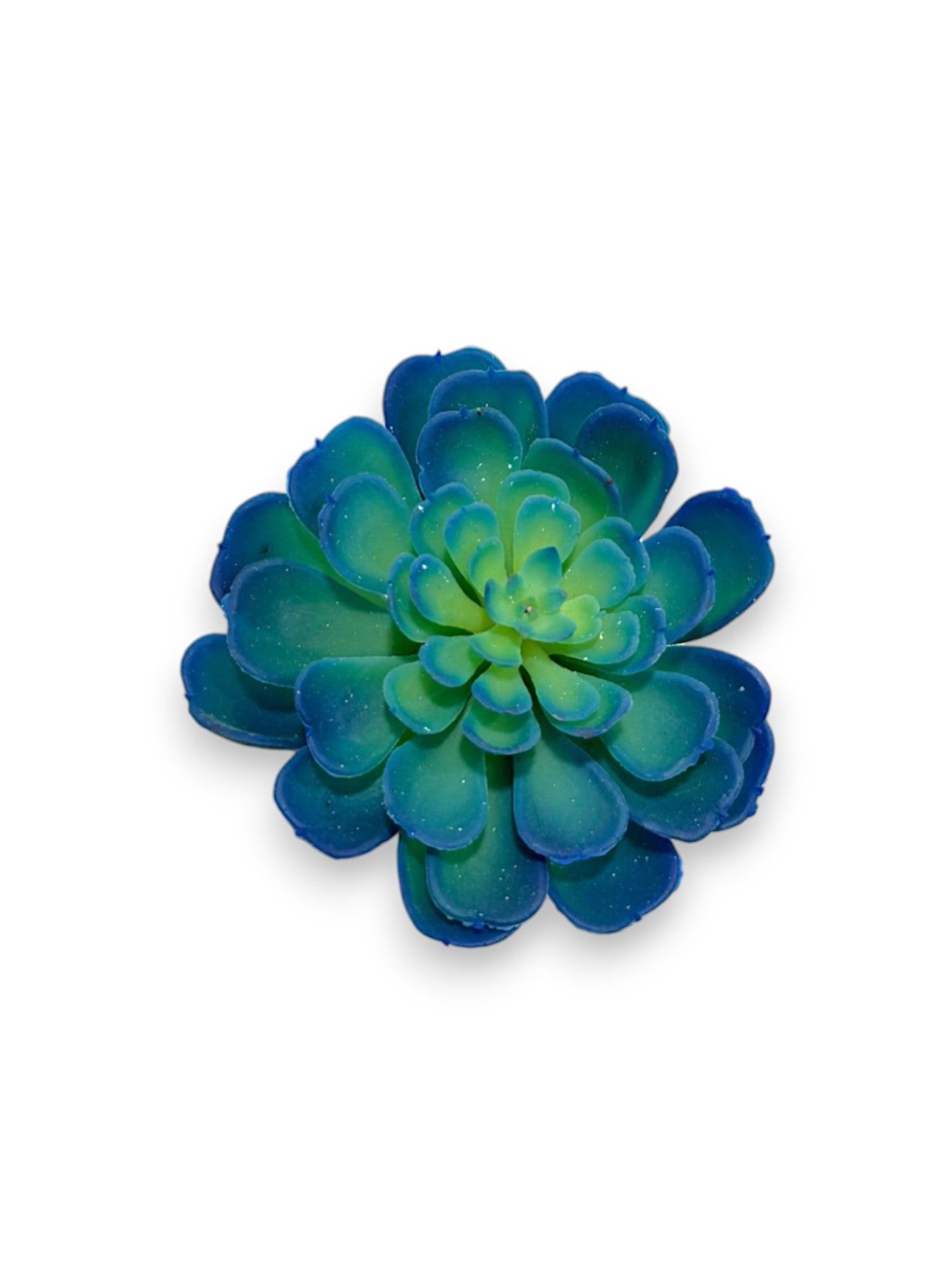 ECHEVERIA PICK 4"