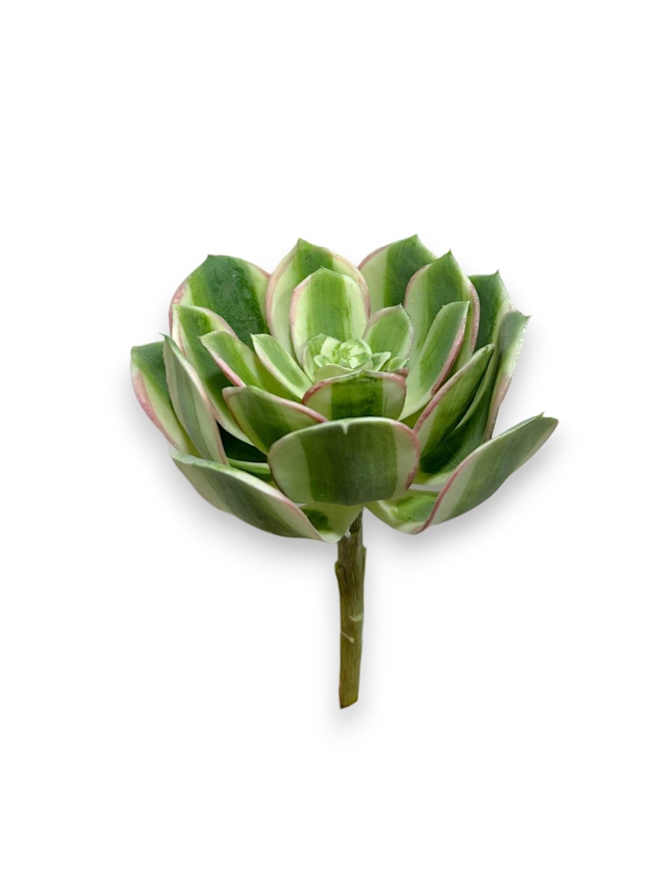 ECHVERIA PICK SOFT 5"