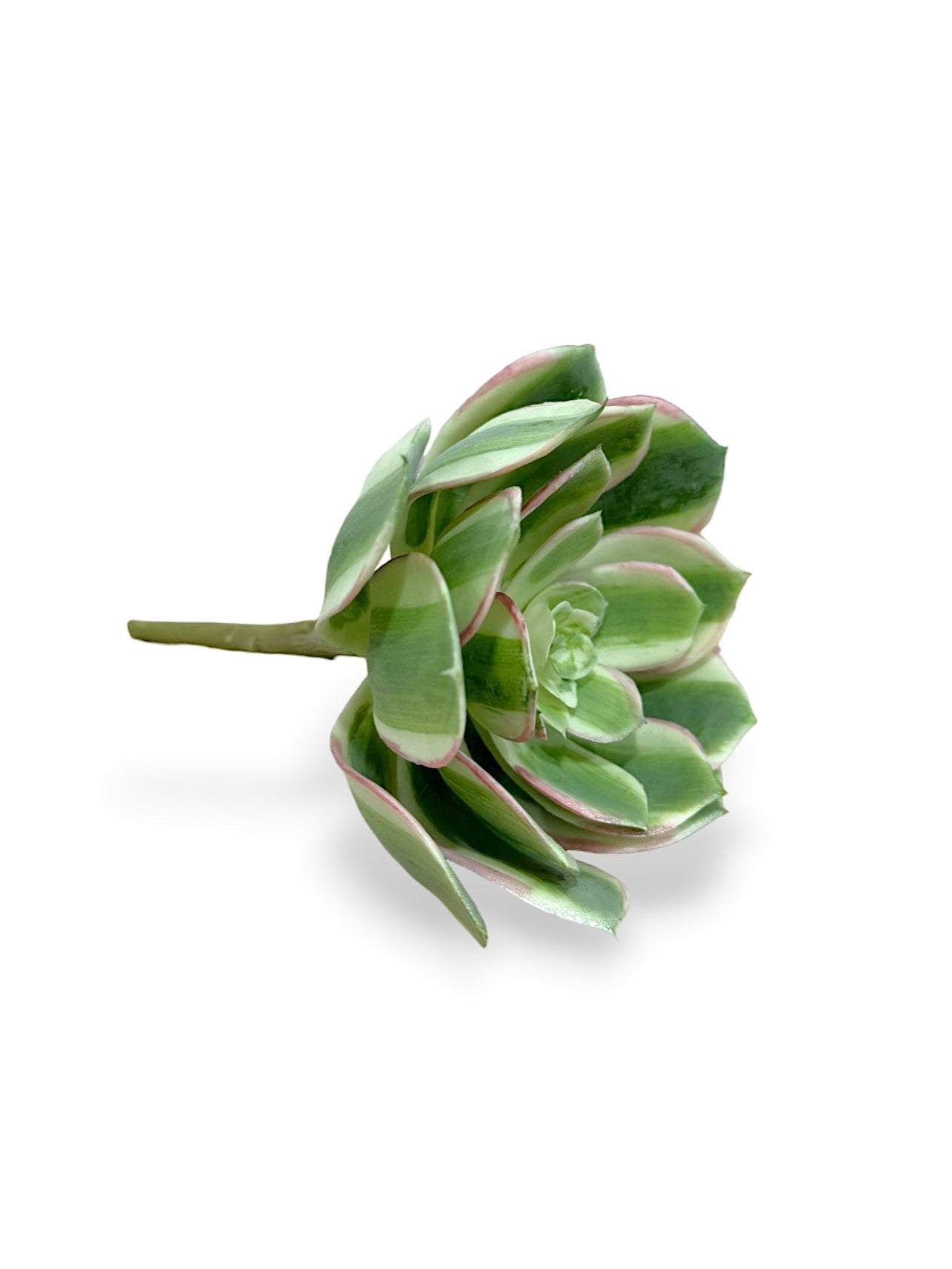 ECHVERIA PICK SOFT 5"