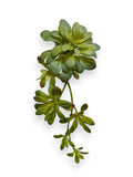 AEONIUM PICK SOF 11.8"