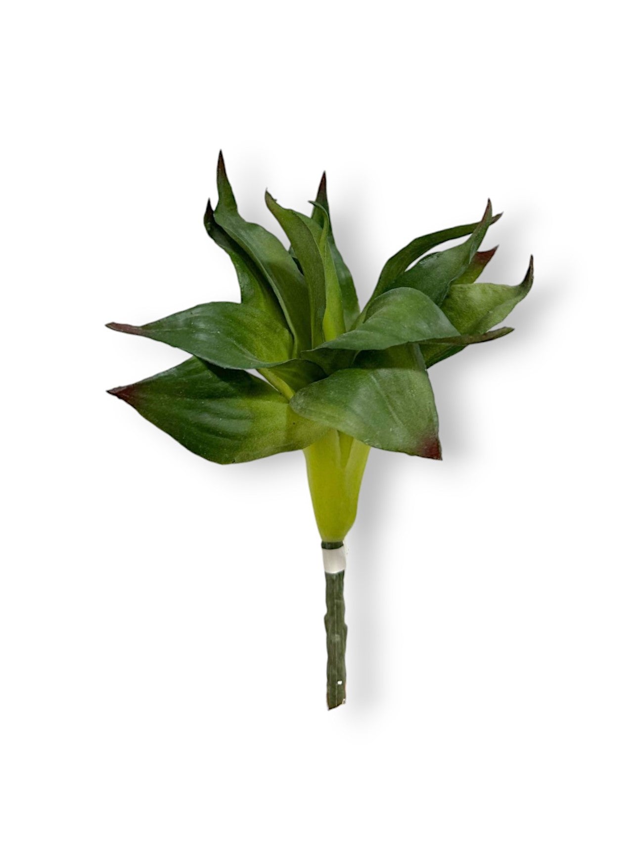 DRACAENA SPRAY 10"