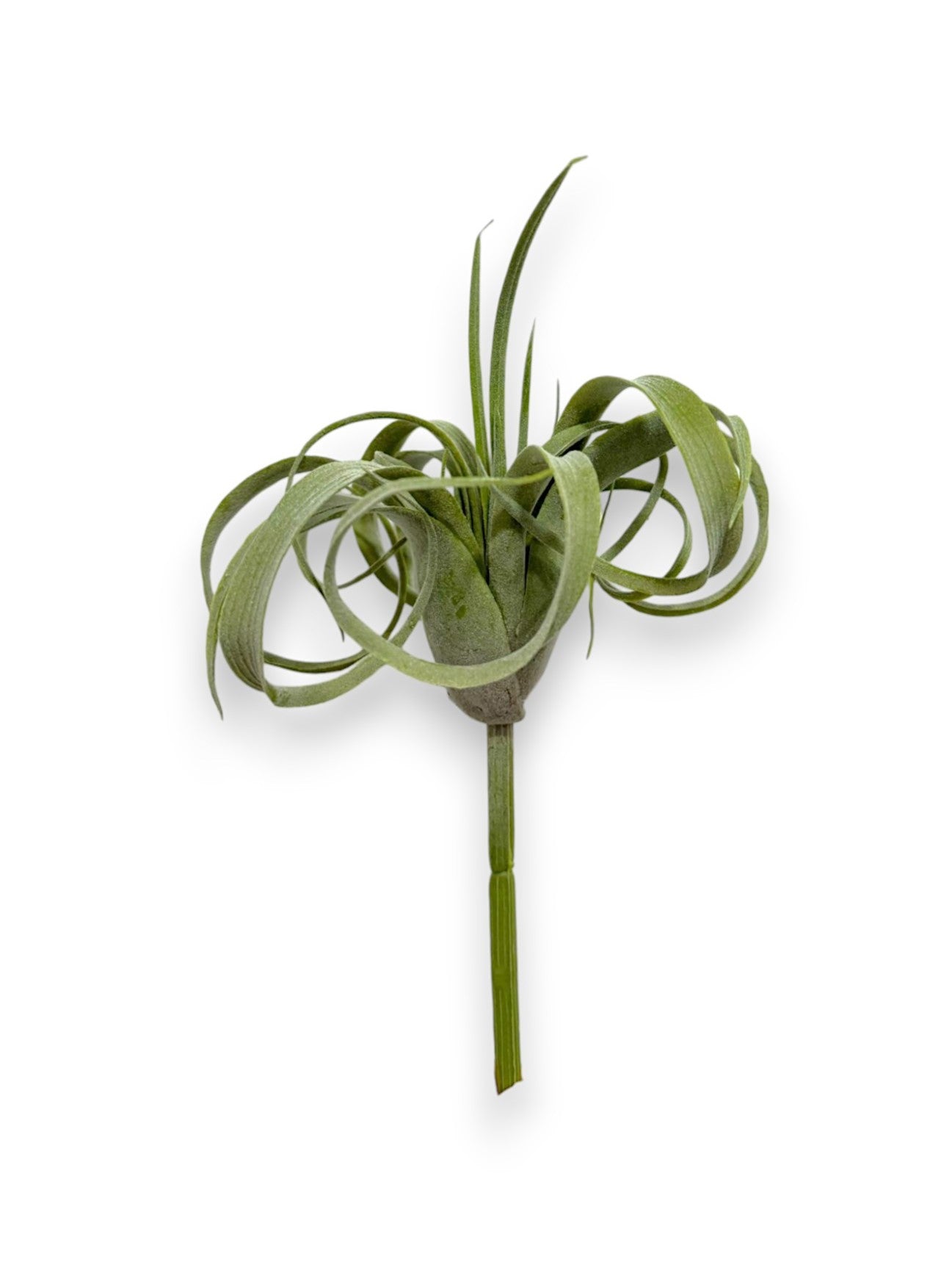 Tillandsia Pick 8"