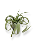 Tillandsia Pick 8"