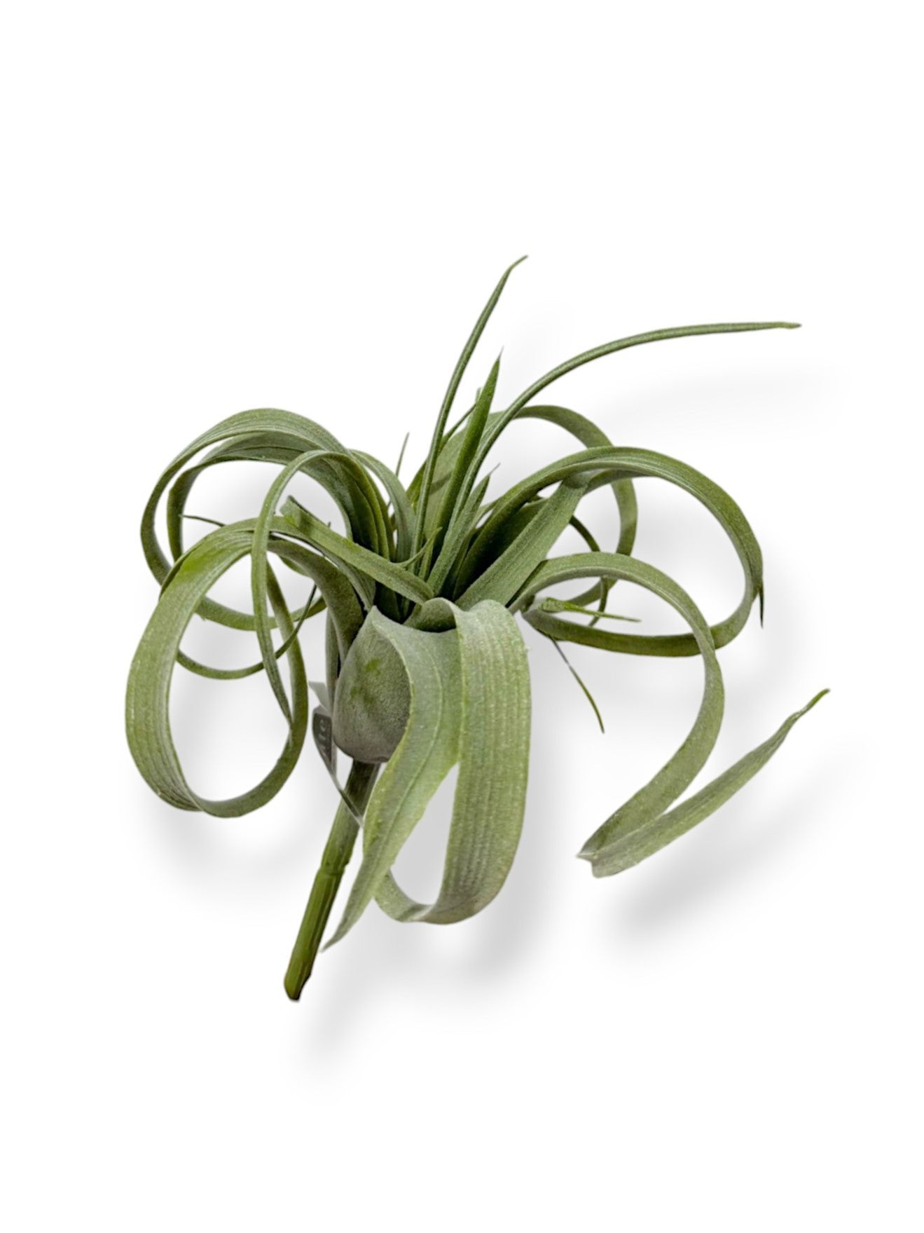 Tillandsia Pick 8"