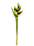 HAWAIIAN HELICONIA SPRAY 34"