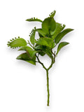 KALANCHOE LEAF SPRAY 16"