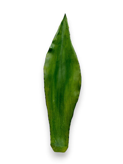 AGAVE LEAF 17.5"