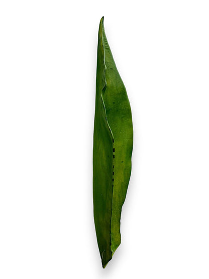 AGAVE LEAF 17.5"