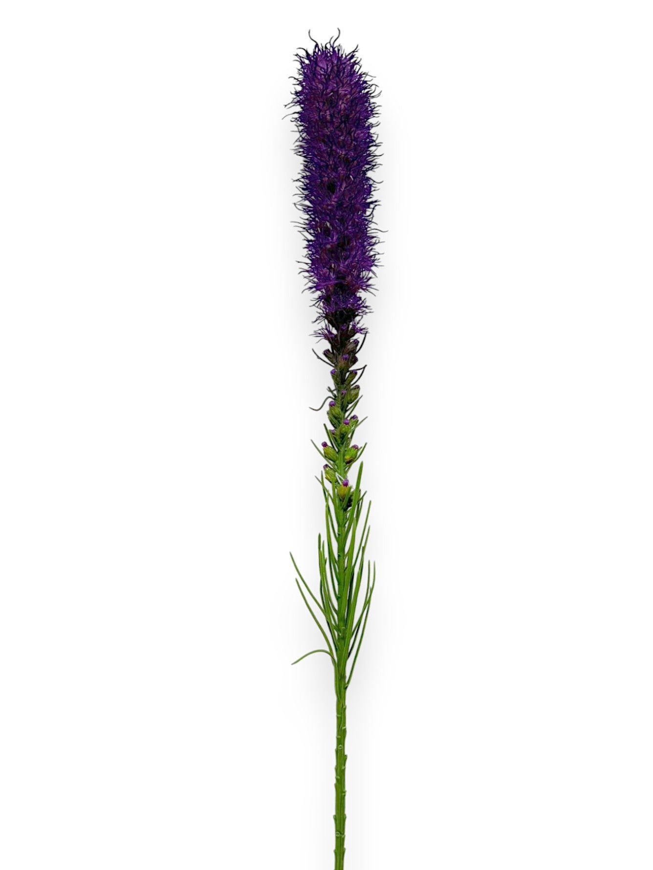 LIATRIS SPRAY 32"