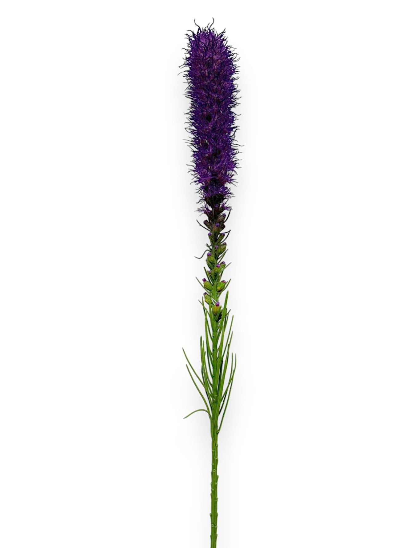 LIATRIS SPRAY 32"