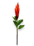 TORCH PROTEA SPRAY 37"
