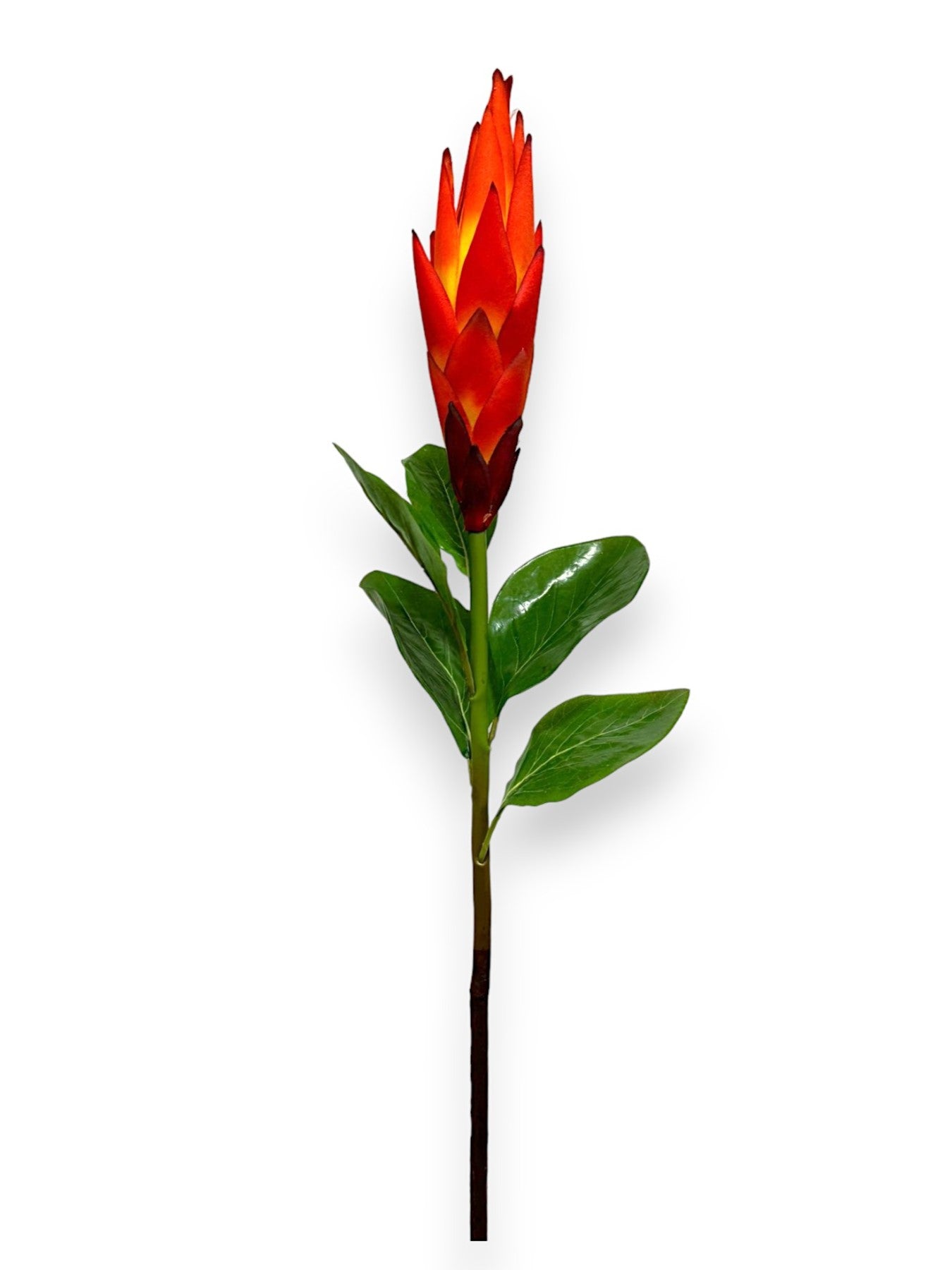 TORCH PROTEA SPRAY 37"