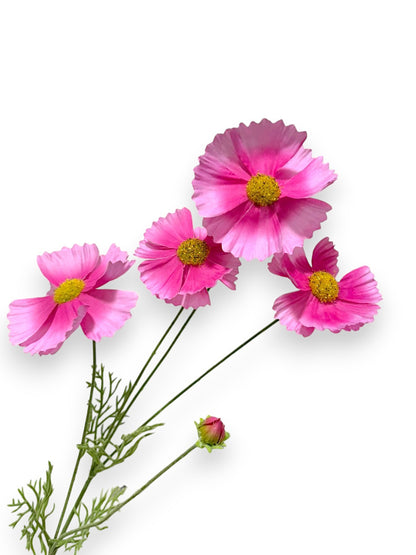 COSMOS SPRAY 36"