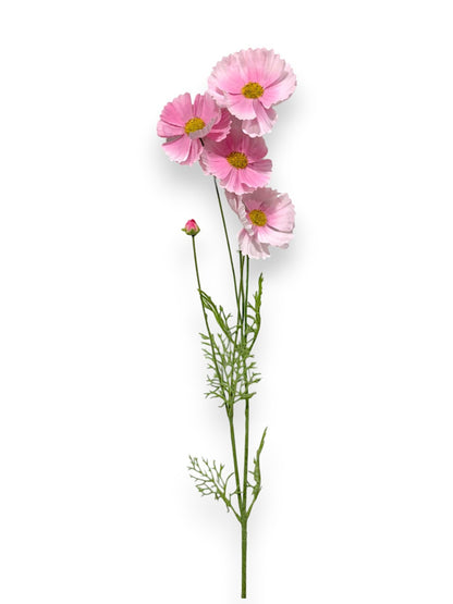 COSMOS SPRAY 36"