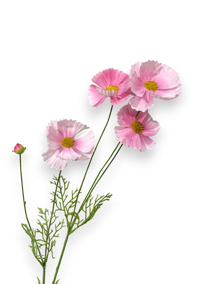 COSMOS SPRAY 36"