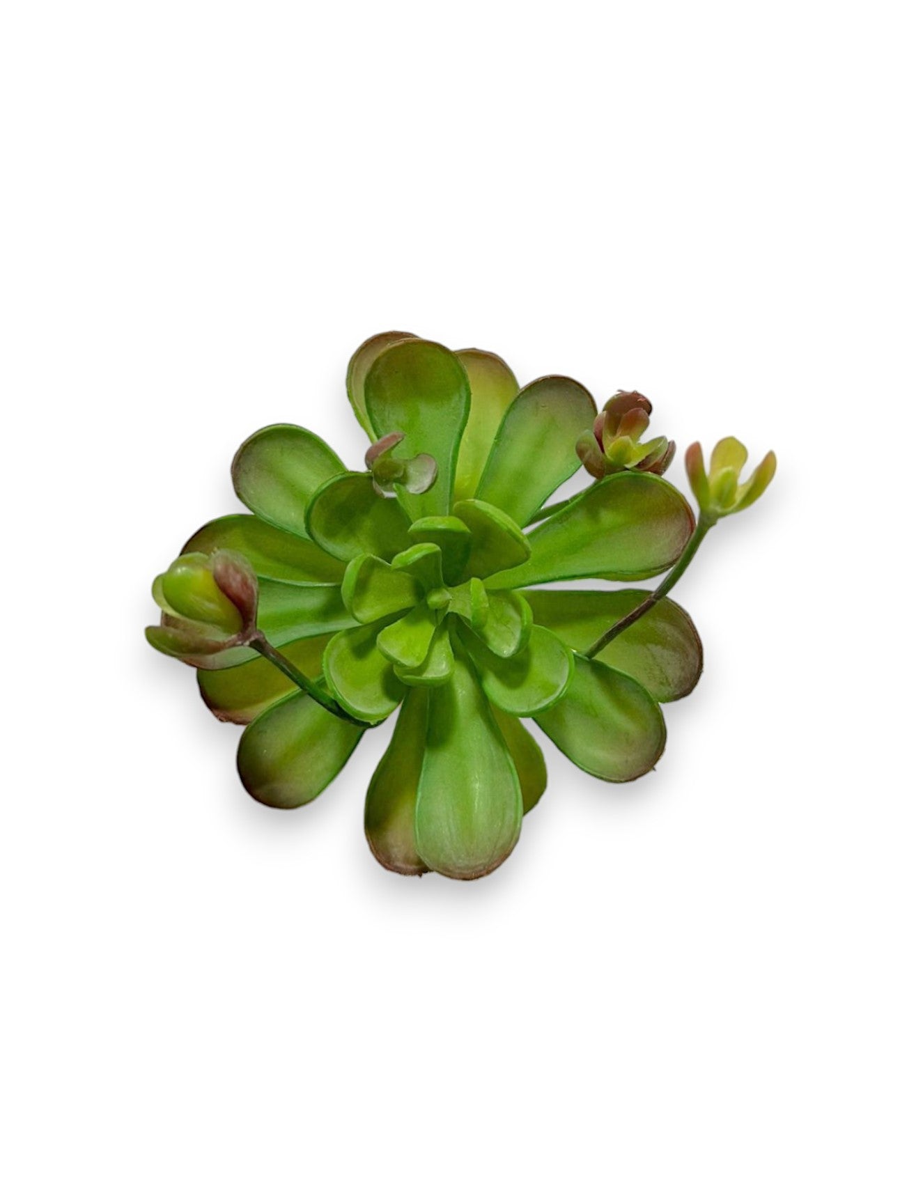 SUCCULENT PICK 7"