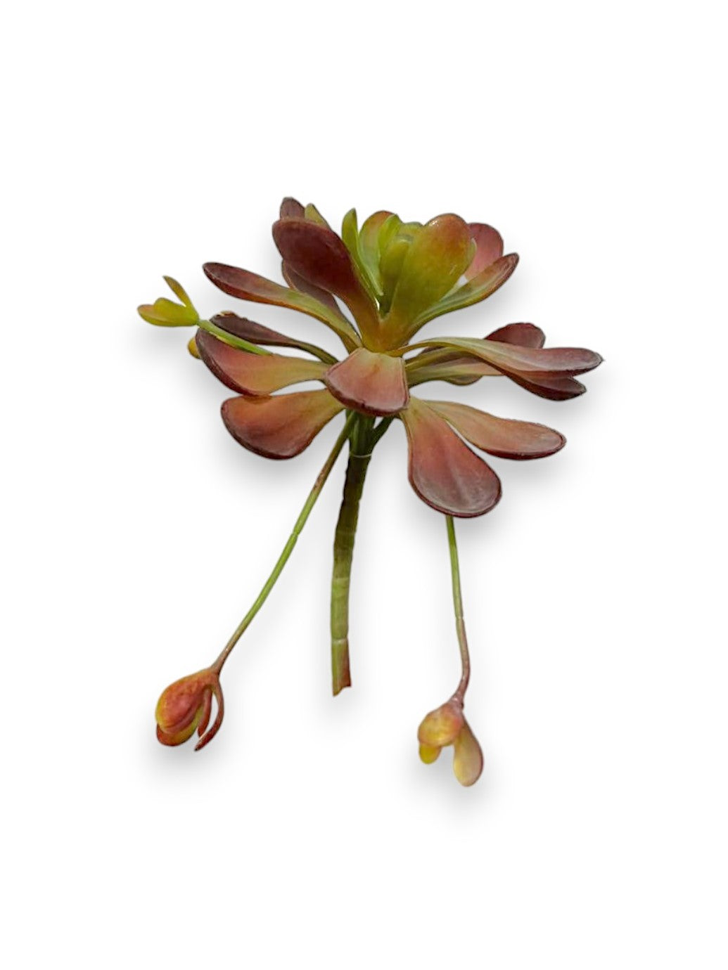 SUCCULENT PICK 7"