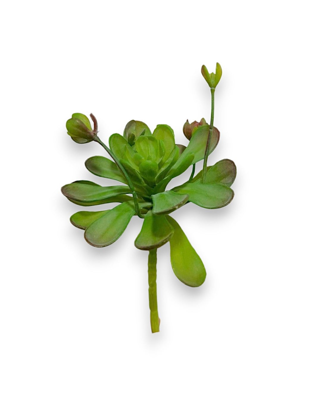 SUCCULENT PICK 7"