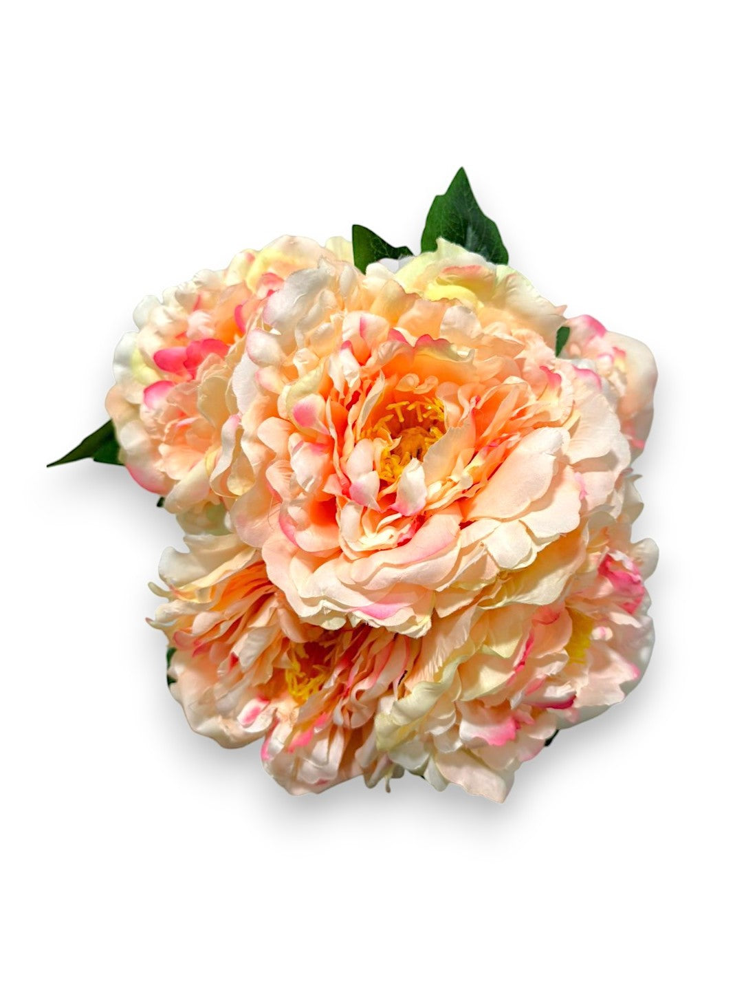 PEONY BUSH x5