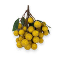 LONGAN BUNCH