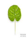MONSTERA BUNDLE 12PCS