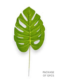 MONSTERA BUNDLE X12