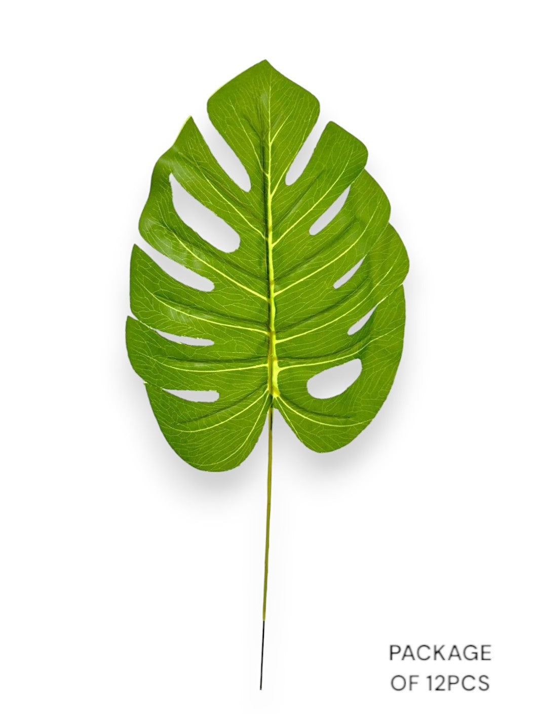 MONSTERA BUNDLE X12