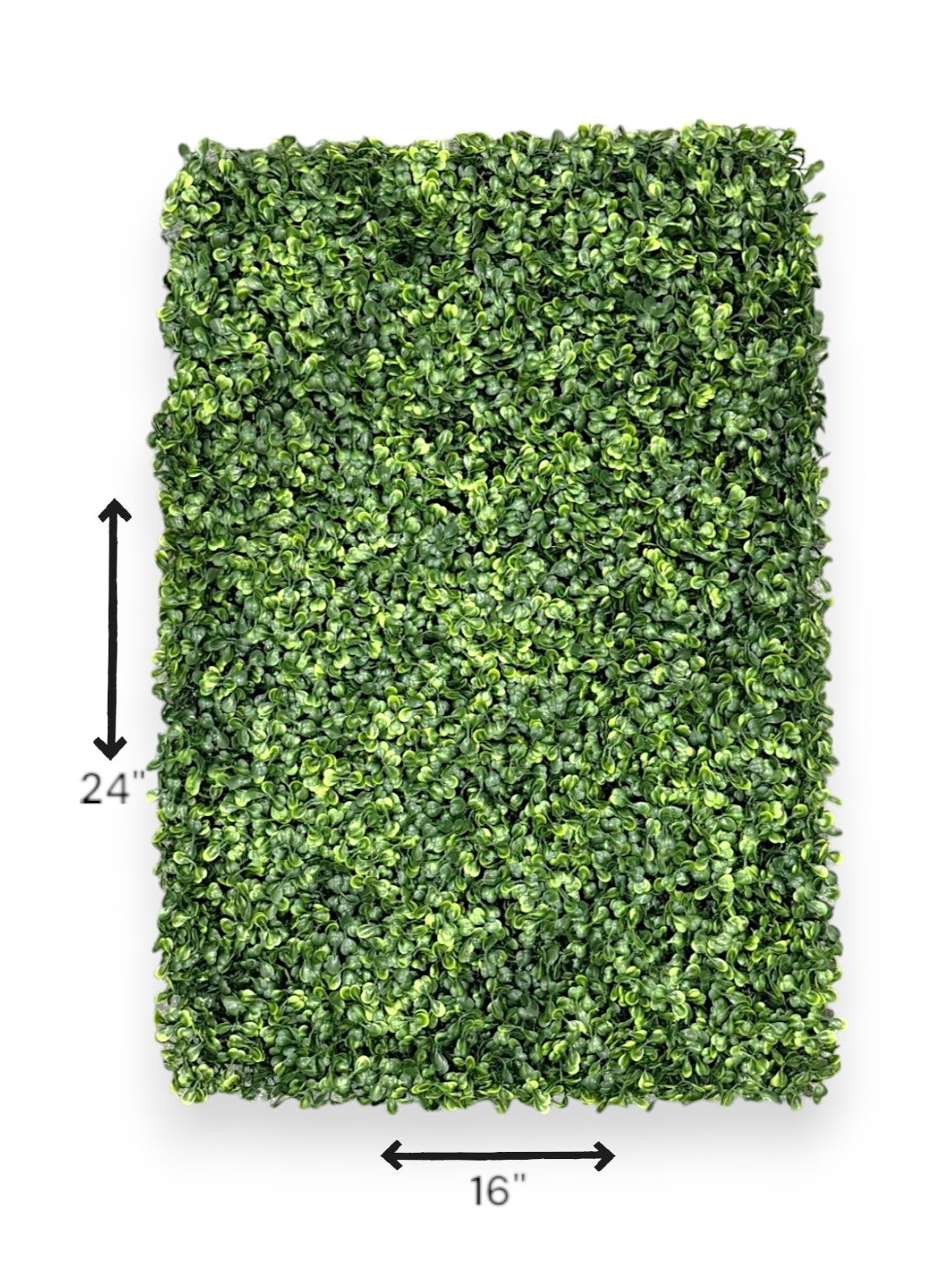 BOXWOOD MATT 16X24"