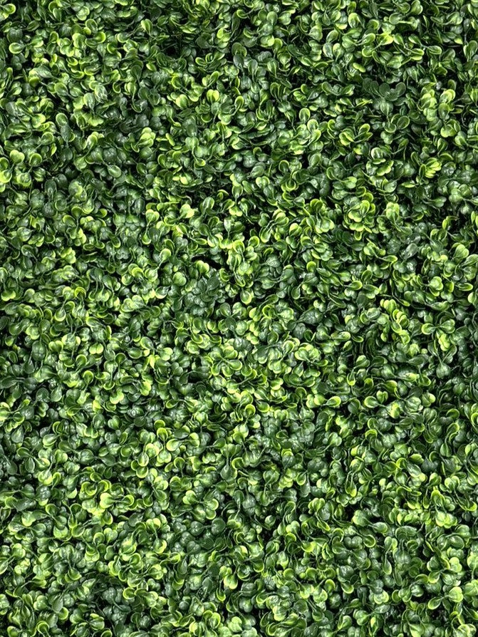 BOXWOOD MATT 16X24"