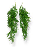 HANGING FERN 2/PKG