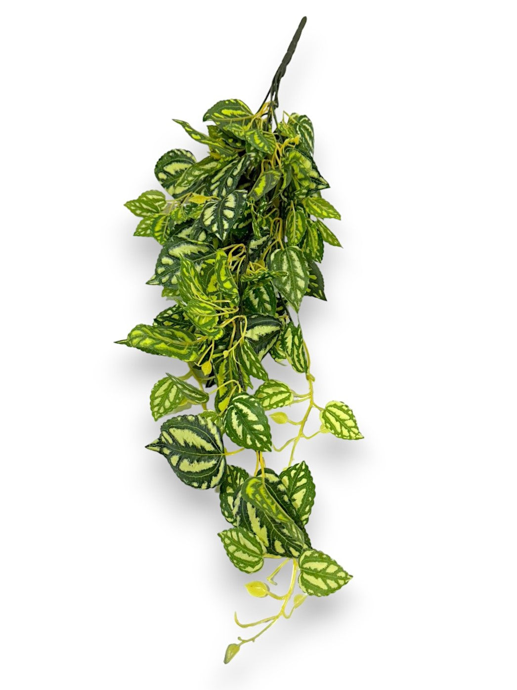 HANGING PLANT