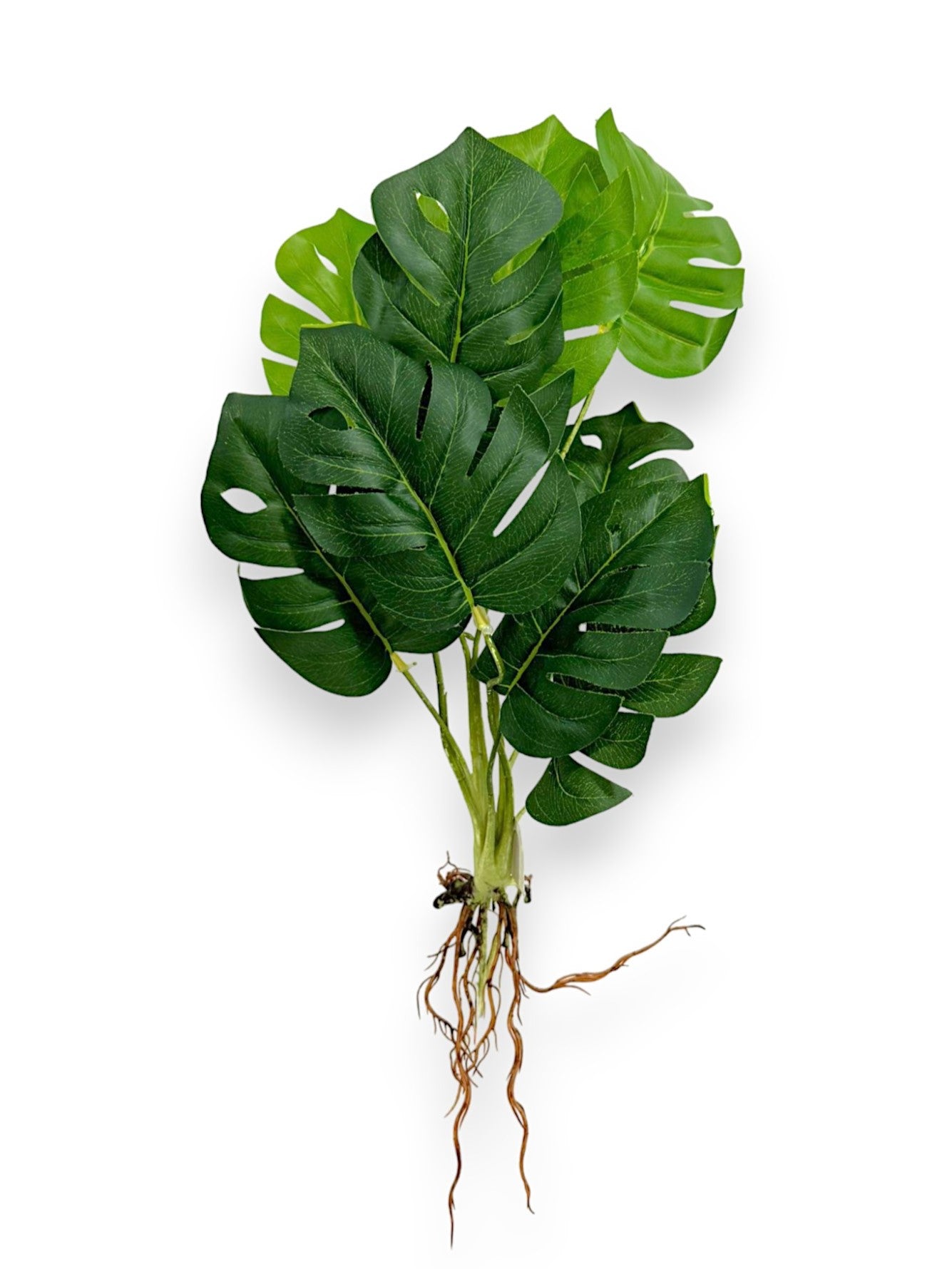 PLANT W/ ROOTS 21"