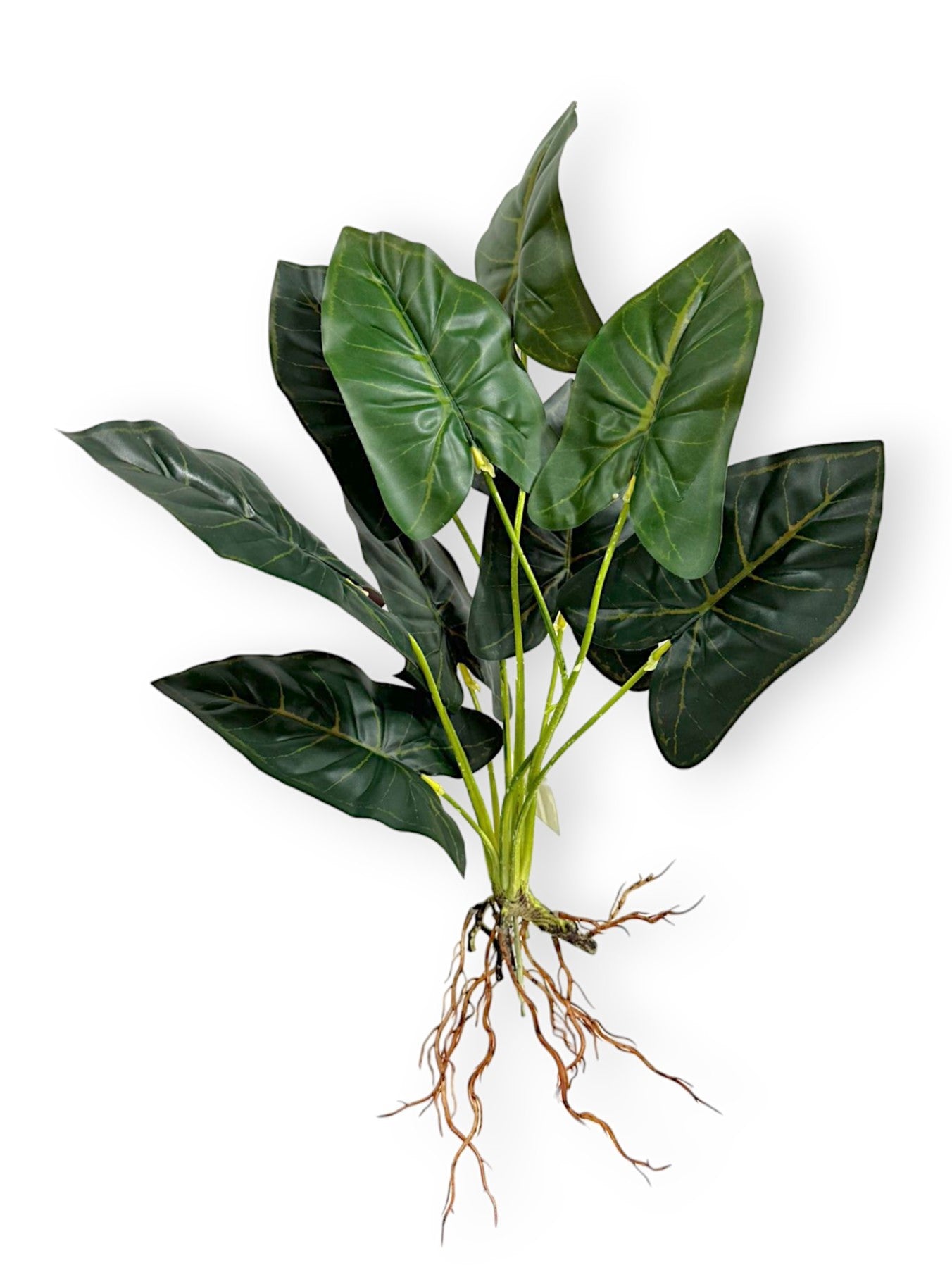 PLANT W/ ROOTS 21"