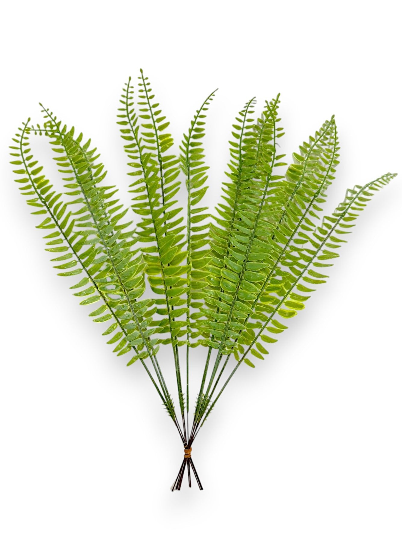 FERN STEM X12