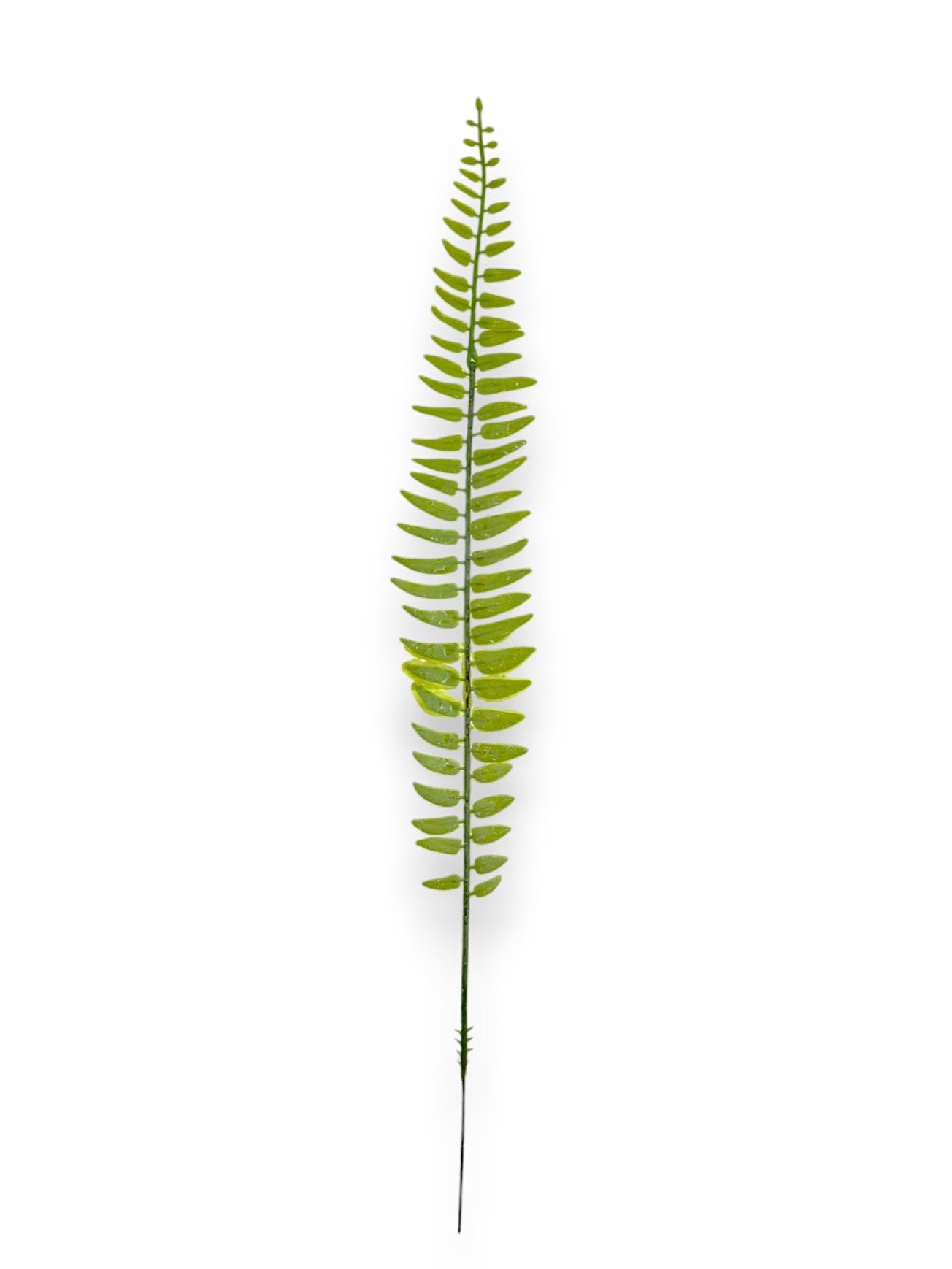 FERN STEM X12