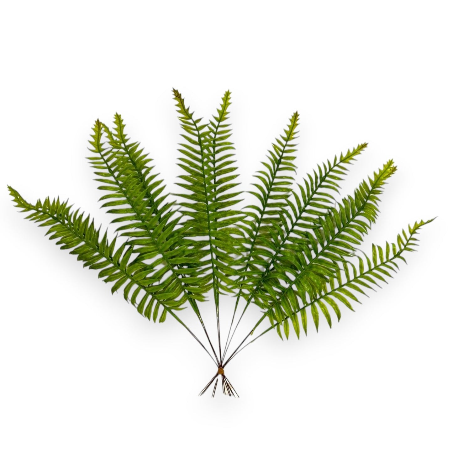 FERN STEM X12