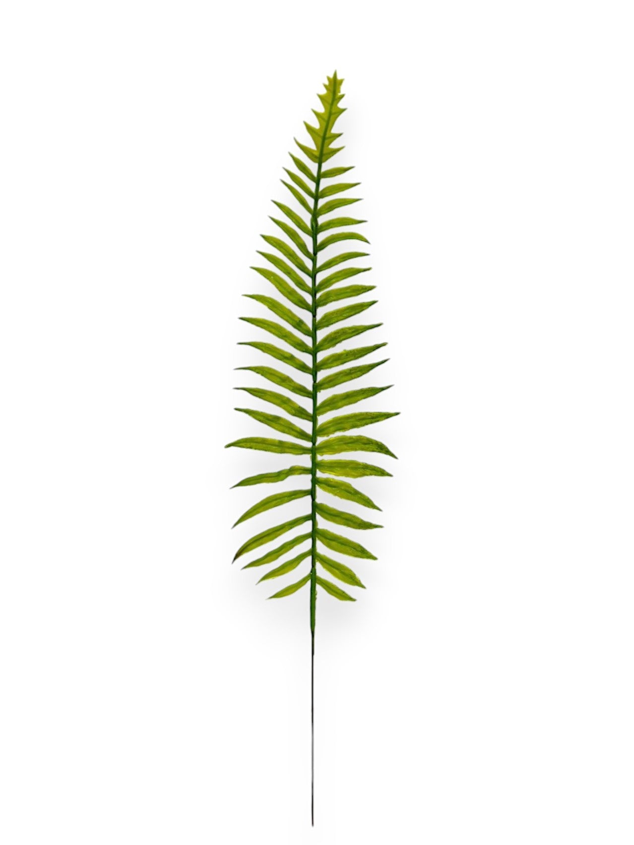 FERN STEM X12