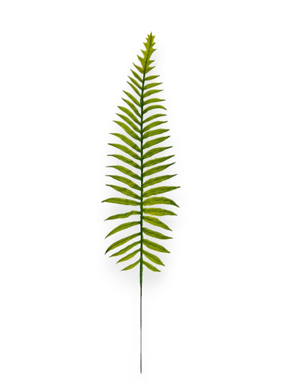 FERN STEM X12