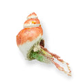 SHELL LARGE 8"