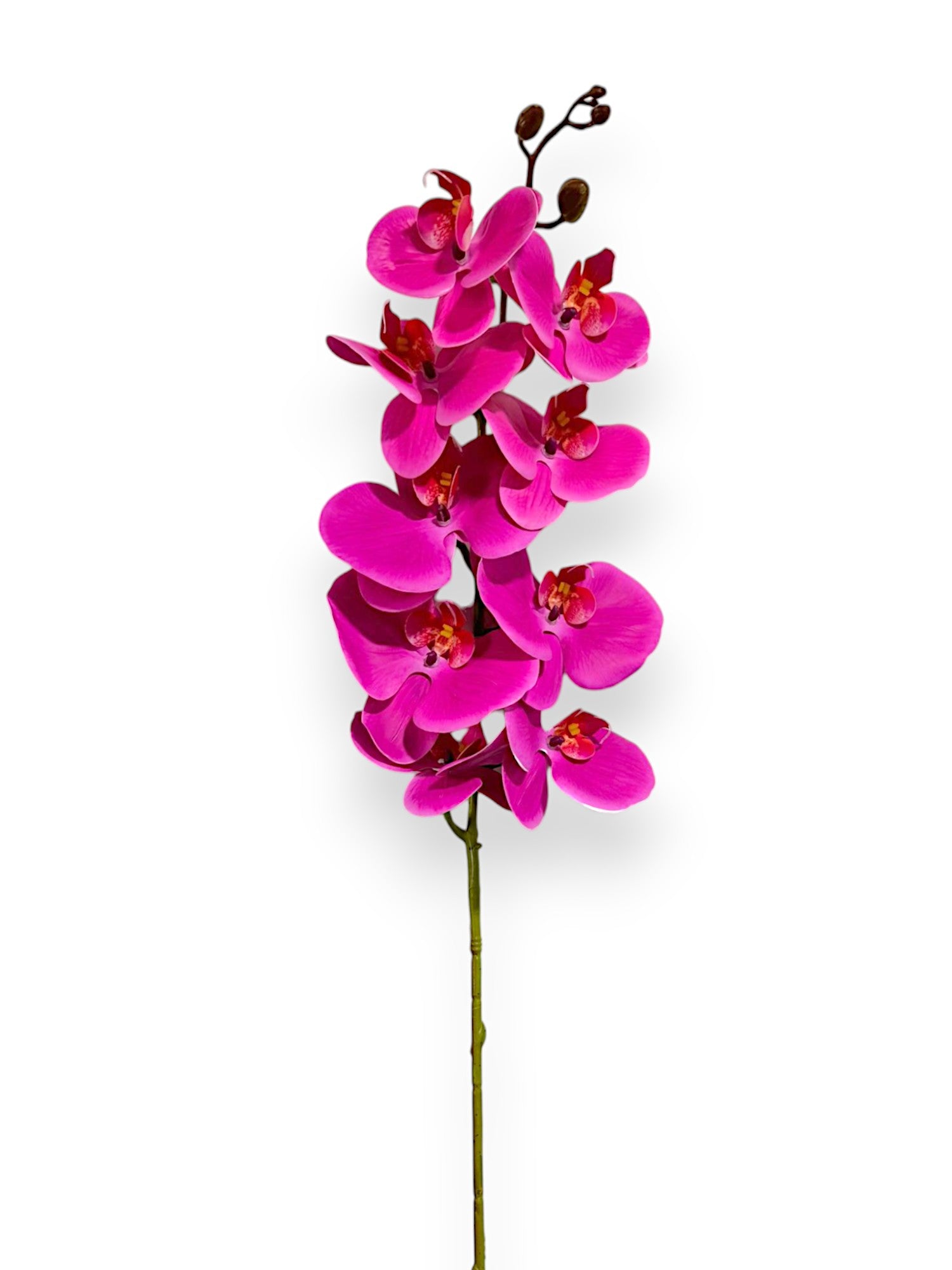 ORCHID PHALEANOPSIS 39" FUCHSIA