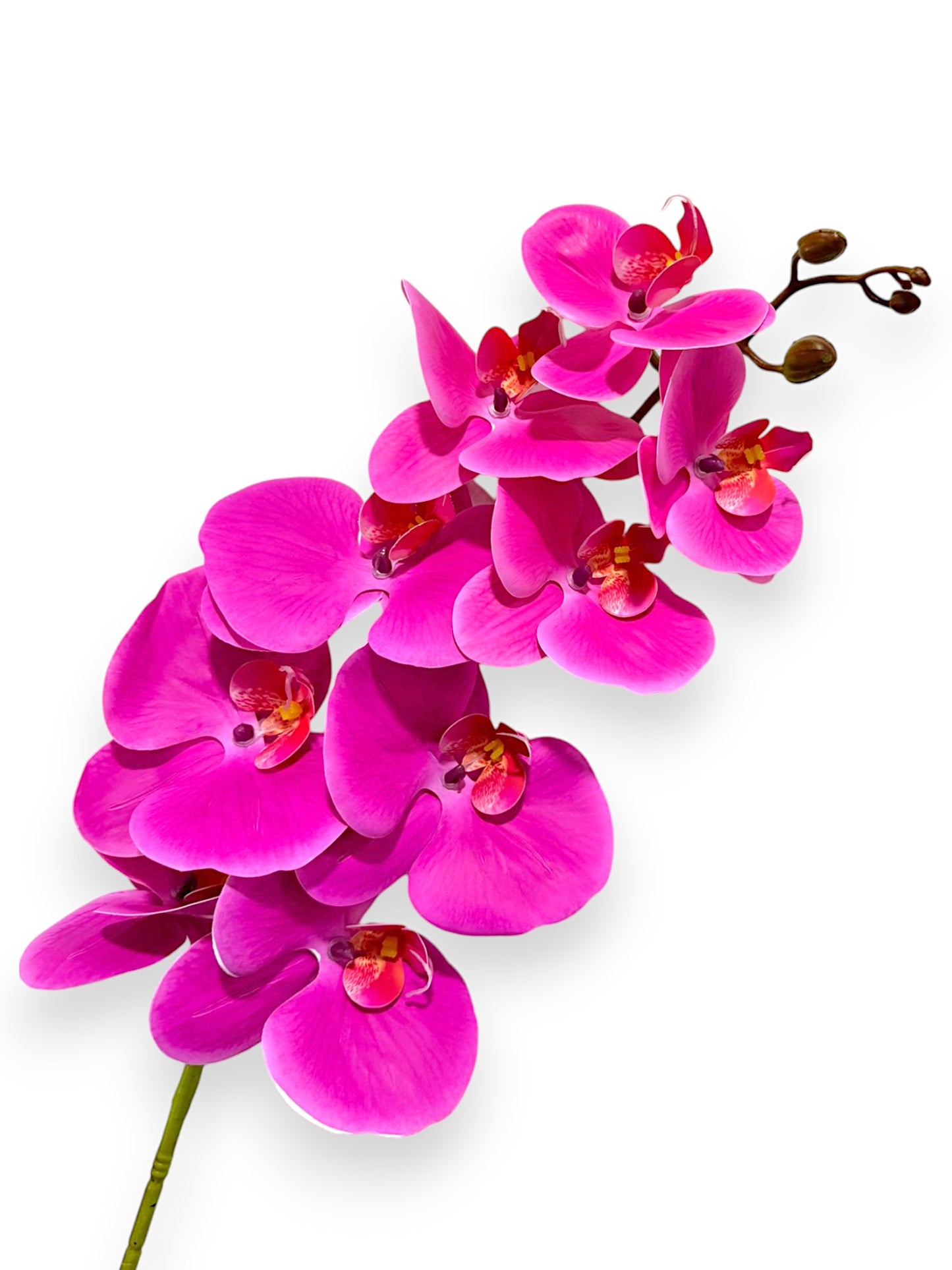 ORCHID PHALEANOPSIS 39" FUCHSIA