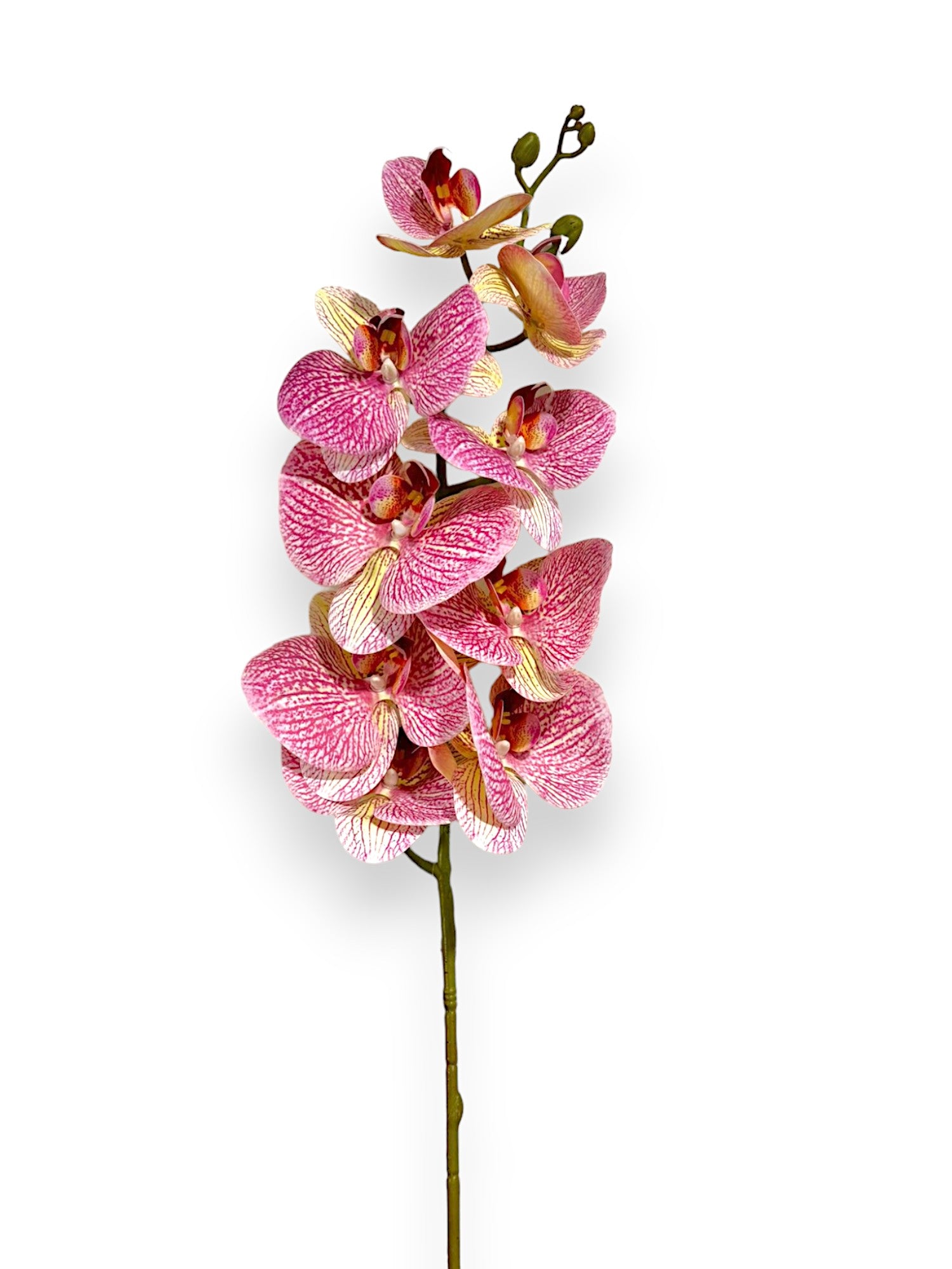 ORCHID PHALEANOPSIS 39"FS